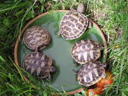 Prodam suchozemske zelvy..